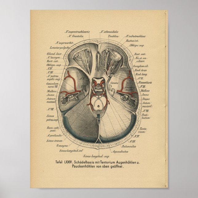 Affiche Vintage 1888 Allemand Anatomie Imprimer les yeux d (Devant)