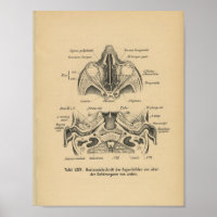 Vintage 1888 Allemand Anatomie Imprimer les yeux d