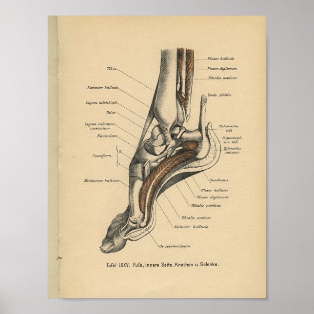 Affiche Vintage 1888 Allemand Anatomie Imprimer Pied de ch (Devant)