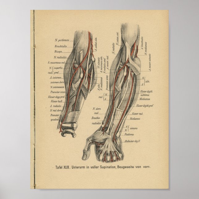 Affiche Vintage 1888 Allemand Anatomie Print Arm Elbow (Devant)