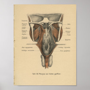 Affiche Vintage 1888 Allemand Anatomie Print Pharynx