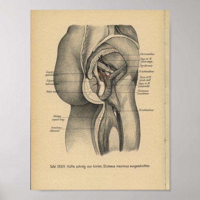 Affiche Vintage 1888 Allemand Anatomy Print Leg Hip (Devant)