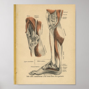 Affiche Vintage 1888 Allemand Anatomy Print Leg Pied