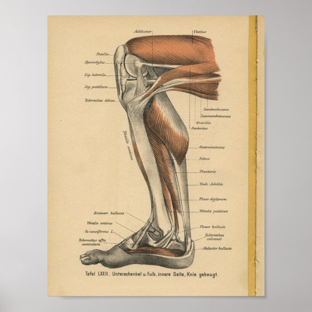 Affiche Vintage 1888 Allemand Anatomy Print Leg Pied (Devant)