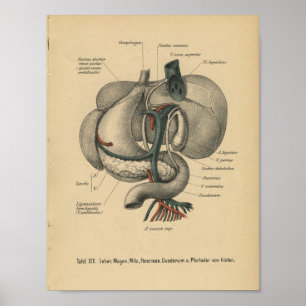 Affiche Vintage 1888 Allemand Anatomy Print Organs