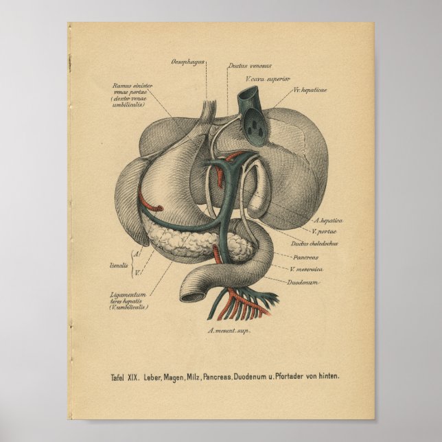 Affiche Vintage 1888 Allemand Anatomy Print Organs (Devant)