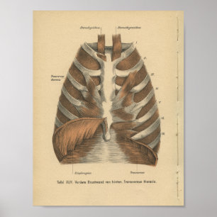 Affiche Vintage 1888 Allemande Anatomie Imprimer Ribcage
