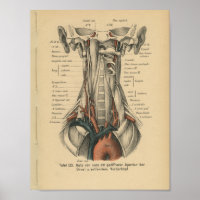 Vintage 1888 Anatomie allemande Imprimer Arc ortiq