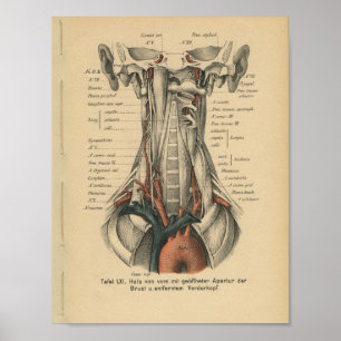 Affiche Vintage 1888 Anatomie allemande Imprimer Arc ortiq