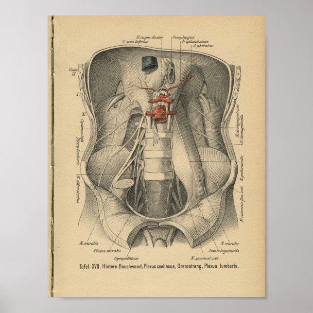 Affiche Vintage 1888 Anatomie allemande Imprimer l'abdomen (Devant)