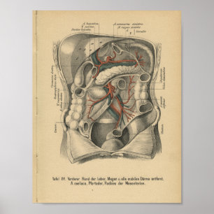 Affiche Vintage 1888 Anatomie allemande Imprimer l'abdomen