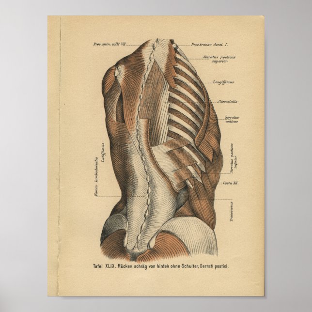 Affiche Vintage 1888 Anatomie allemande Imprimer les muscl (Devant)