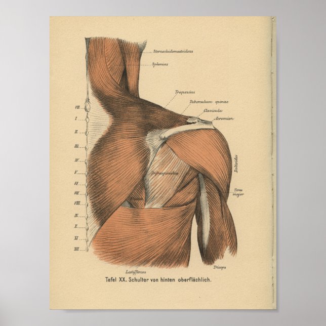 Affiche Vintage 1888 Anatomie allemande Imprimer Muscles d (Devant)