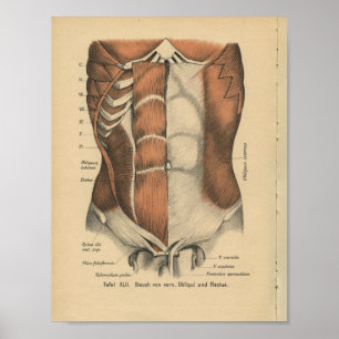 Affiche Vintage 1888 Anatomie allemande Imprimer Muscles d