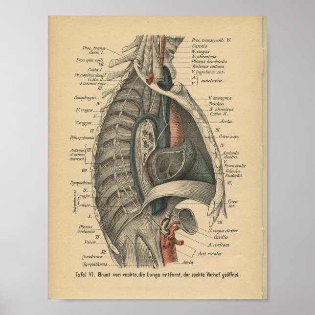 Affiche Vintage 1888 Anatomie allemande Imprimer Thoracic (Devant)