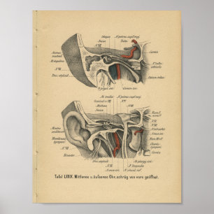 Affiche Vintage 1888 German Anatomy Print Ear