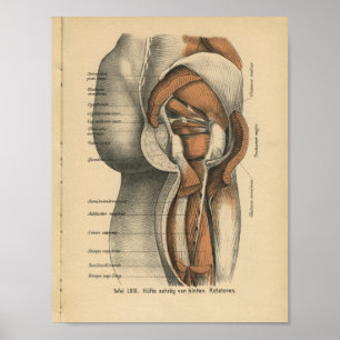 Affiche Vintage 1888 German Anatomy Print Hip Muscles
