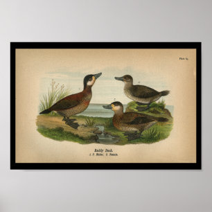 Affiche Vintage 1890 Bird Print Ruddy Duck