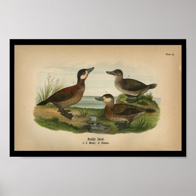 Affiche Vintage 1890 Bird Print Ruddy Duck (Devant)