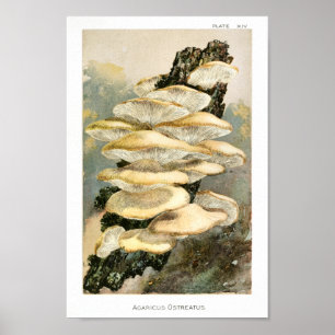 Affiche Vintage 1895 Champignons Arbre Fungus Art Imprimer