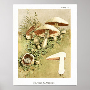 Affiche Vintage 1895 Champignons Art Brown blanc Imprimer
