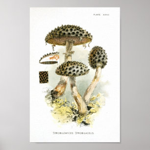 Affiche Vintage 1895 Champignons Art Brown imprimé