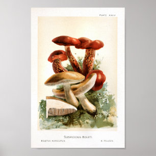 Affiche Vintage 1895 Champignons Art Brown Rouge Imprimer