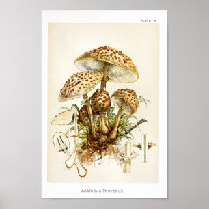Affiche Vintage 1895 Champignons Art Casquette Brown Impri
