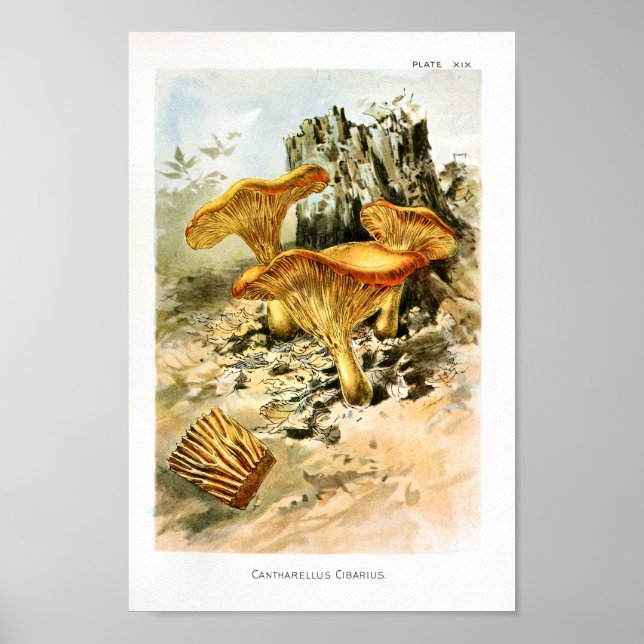 Affiche Vintage 1895 Champignons Art Jaune Brown Imprimer (Devant)