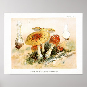 Affiche Vintage 1895 Champignons Rouge Jaune Art Imprimer
