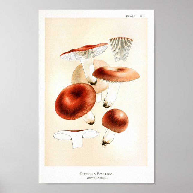 Affiche Vintage 1895 Champignons Russula Red Art Imprimer (Devant)