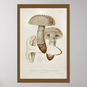 Affiche Vintage 1899 Champignons Art Casquette Brown Impri