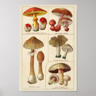 Affiche Vintage 1900 Variété de champignons Rouge Jaune Im