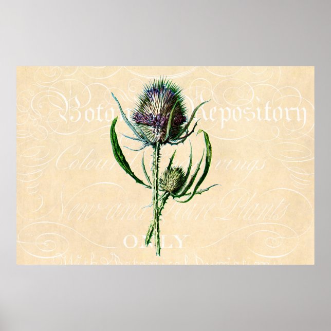 Affiche Vintage 1902 Scottish Thistle Antique Fleur sauvag (Devant)