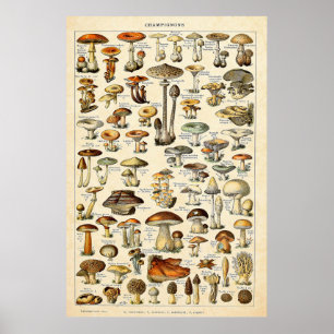 Affiche Vintage 1909 Champignons Art par Adolphe Millot