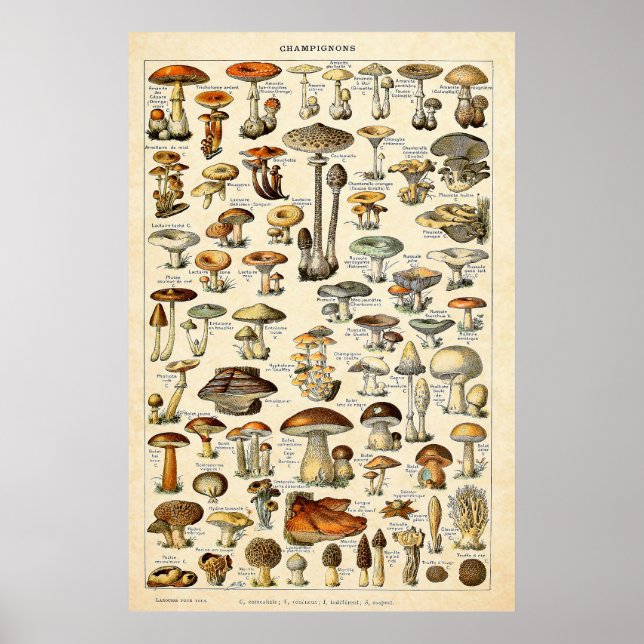 Affiche Vintage 1909 Champignons Art par Adolphe Millot (Devant)