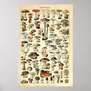Affiche Vintage 1909 Mushroom Art by Adolphe Millot