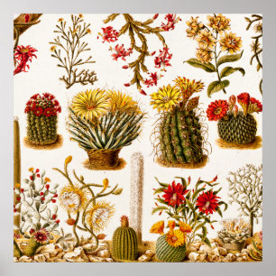Affiche Vintage 1911 Cactus Flower Illustration florale