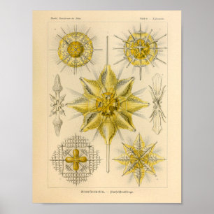 Affiche Vintage Acanthometra Color Ernst Haeckel Imprimer
