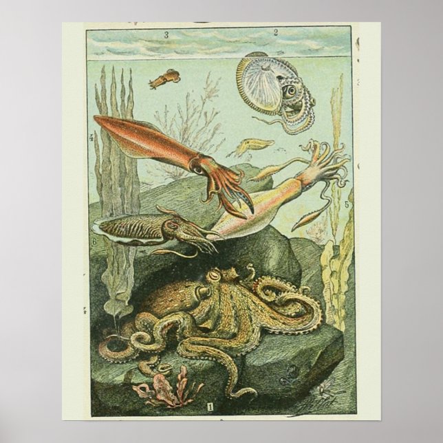 Affiche Vintage Adolphe Millot Imprimer mollusques Motif (Devant)