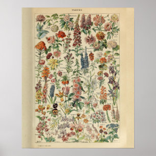 Affiche Vintage Adolphe Millot Print Flowers