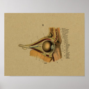Affiche Vintage allemand Anatomie Eye Print