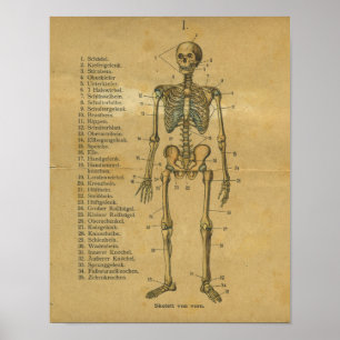 Affiche Vintage allemand Anatomie Print Squelette