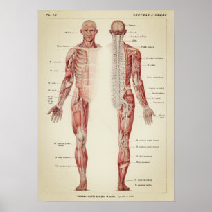 Affiche Vintage Anatomical Illustration