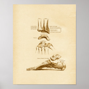 Affiche Vintage Anatomy Illustration Foot Wrist Bones