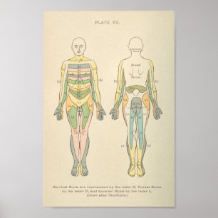 Affiche Vintage Anatomy Print Dermatomes Nerve Patterns