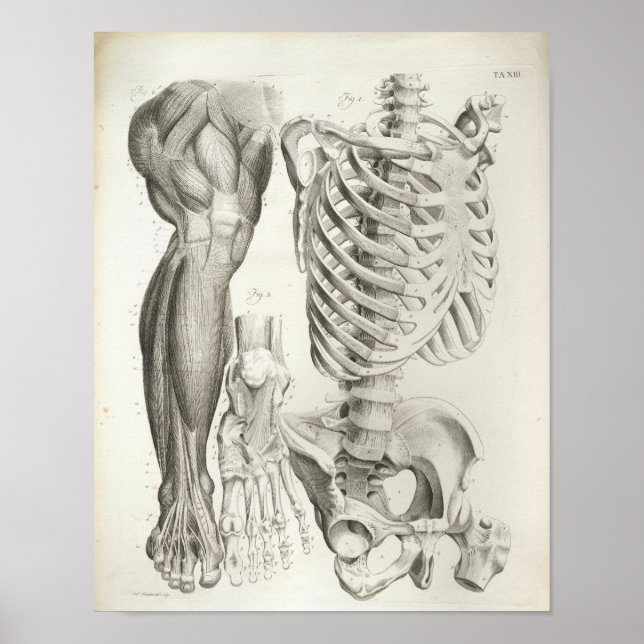 Affiche Vintage Anatomy Print Skeleton Spine Leg Muscles (Devant)