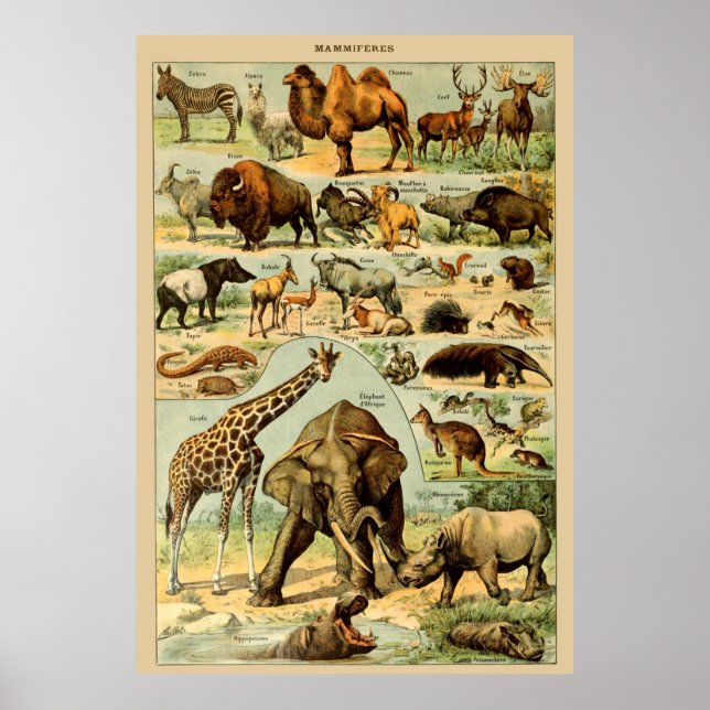 Affiche Vintage animal art imprimer faune africaine (Devant)