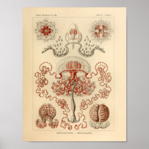 Affiche Vintage Anthomedusae couleur Ernst Haeckel Art Imp