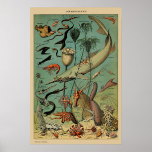 Affiche Vintage Antique Marine Animal Poisson scientifique